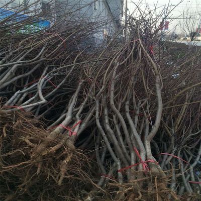 2018年新川中岛桃树苗品种介绍与信息咨询服务